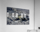 Marine Iguana Acrylic Print