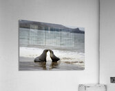 Galapagos sea lions Acrylic Print