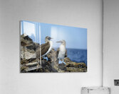 Blue-footed Booby Acrylic Print