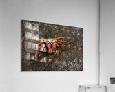 Sally Lightfoot crab Acrylic Print