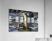 Galapagos sea lion Acrylic Print