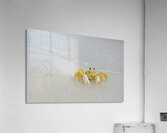 Ghost Crab Acrylic Print