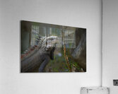 Green Iguana Acrylic Print