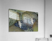 Hamadryas amphinome butterfly Acrylic Print