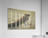 Green Iguana Acrylic Print