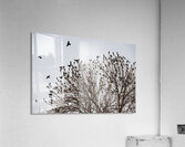 Birds in Flight Acrylic Print