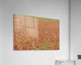 Red poppies - Roussillon Acrylic Print