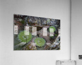 Anemones and eel grass in a tidepool Acrylic Print