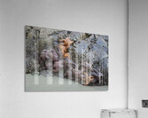 Sea stars on the rocks at Tonquin Beach Acrylic Print