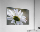 Daisy Cowichan Valley Vancouver Island British Columbia Canada Acrylic Print