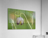 Chocolate Lily Fritillaria affinis Cowichan Valley Vancouver Island British Columbia Canada Acrylic Print