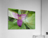 Western Trillium Trillium ovatum Cowichan Valley Vancouver Island British Columbia Canada Acrylic Print
