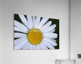 Daisy Cowichan Valley Vancouver Island British Columbia Canada Acrylic Print