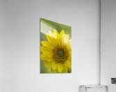 Deltoid Balsamroot Balsamorhiza deltoidea Cowichan Valley Vancouver Island British Columbia Canada Acrylic Print