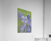 Common Camas Camassia quamash Cowichan Valley Vancouver Island British Columbia Canada Acrylic Print