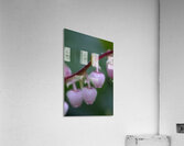 Salal Gaultheria shallon Cowichan Valley Vancouver Island British Columbia Canada Acrylic Print