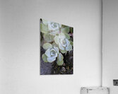 Broadleaf Stonecrop Collinsia parviflora Sedum spathulifolium Cowichan Valley Vancouver Island British Columbia Canada Acrylic Print