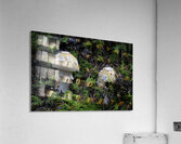 Mushroom Acrylic Print