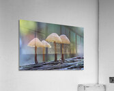 Mycena Mushroom Acrylic Print