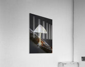 Small translucent mushroom on dead tree branch showing roots Acrylic Print