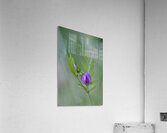 Purple wildflower Cowichan Valley Vancouver Island British Columbia Canada Acrylic Print