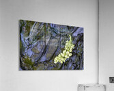 Big Leaf Maple Flower Cowichan Valley Vancouver Island British Columbia Canada Acrylic Print