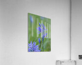 Common Camas Camassia quamash Cowichan Garry Oak Preserve Cowichan Valley Vancouver Island British Columbia. Acrylic Print