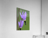 Shooting Star Dodecatheon pulchellum Cowichan Garry Oak Preserve Cowichan Valley Vancouver Island British Columbia. Acrylic Print