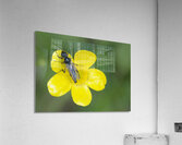 Buttercup Ranunculus Cowichan Valley Vancouver Island British Columbia Canada Acrylic Print