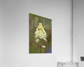 Death Camas or Meadow Death camas Zigadenus venenosus Cowichan Valley Vancouver Island British Columbia Canada Acrylic Print