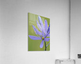 Common Camas Camassia quamash Cowichan Garry Oak Preserve Cowichan Valley Vancouver Island British Columbia. Acrylic Print