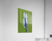 Common Camas Camassia quamash Cowichan Garry Oak Preserve Cowichan Valley Vancouver Island British Columbia. Acrylic Print