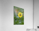 Deltoid Balsamroot Balsamorhiza deltoidea Cowichan Valley Vancouver Island British Columbia Canada Acrylic Print