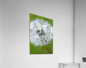 Dandelion Cowichan Valley Vancouver Island British Columbia Canada Acrylic Print