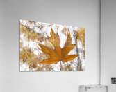 KO 45955 1 Acrylic Print