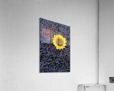 Dried sunflower with lavender flowers Acrylic Print