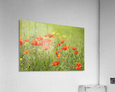 Wild poppies in Lourmarin Acrylic Print