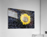 Dried sunflower in a bed of lavender flowers at Lourmarins street market Acrylic Print