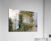 Roses climbing a wall Lourmarin Acrylic Print