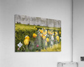 Tulips Jardins des Tuileries - Paris Acrylic Print