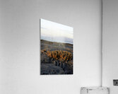 Lava Cactus Brachycereus nesioticus Punta Espinosa Fernandina Island Galapagos Islands Ecuador Acrylic Print