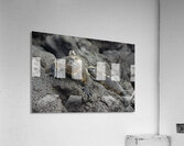 Marine Iguanas Amblyrhynchus cristatus Urbina Bay Isabela Island Galapagos Islands Ecuador Acrylic Print