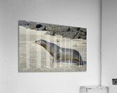 Galapagos sea lion male charging Punta Espinosa Fernandina Island Galapagos Islands Ecuador Acrylic Print