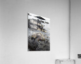 Marine Iguana Amblyrhynchus cristatus Urbina Bay Isabela Island Galapagos Islands Ecuador Acrylic Print