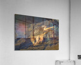 Galapagos Hawk Buteo galapagoensis eating a marine iguana Punta Espinosa Fernandina Island Galapagos Islands Ecuador
 Acrylic Print