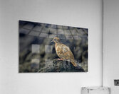 Galapagos Dove Zenaida galapagoensis on lava Urbina Bay Isabela Island Galapagos Islands Ecuador Acrylic Print