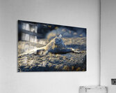 Marine Iguana at sunset Amblyrhynchus cristatus Punta Espinosa Fernandina Island Galapagos Islands Ecuador Acrylic Print