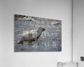 Galapagos sea lion Zalophus californianus wollebaeki juvenile Punta Espinosa Fernandina Island Galapagos Islands Ecuador
 Acrylic Print