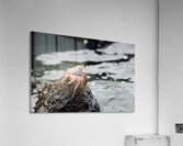 Sally Lightfoot crab Grapsus grapsus Urbina Bay Isabela Island Galapagos Islands Ecuador Acrylic Print