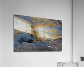 Marine Iguana Amblyrhynchus cristatus at sunset with beautiful coloring Punta Espinosa Fernandina Island Galapagos Islands Ecuador Acrylic Print